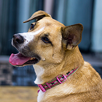 bringyourdogs-bailey