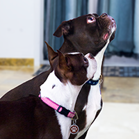 bringyourdogs-sookandeli